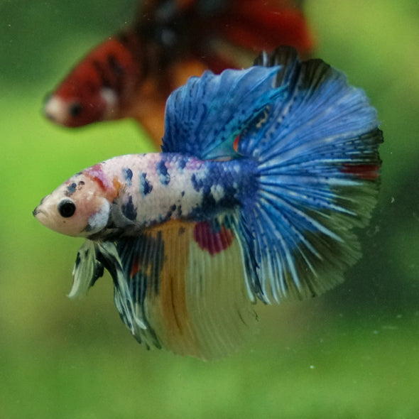 Galaxy Koi Halfmoon - 13 weeks old