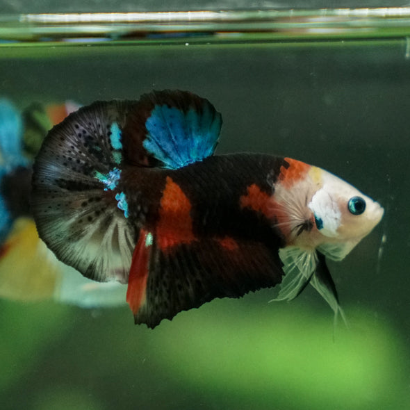 Multicolor/Galaxy Koi Plakat -11 weeks Old