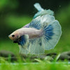 Dumbo Halfmoon - 10 weeks old