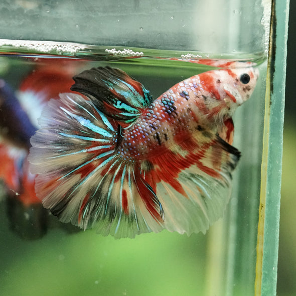 Galaxy/Candy Koi Halfmoon - 14 weeks old