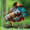 Multicolor/Galaxy Koi Plakat -16 weeks Old