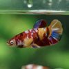 Multicolor/ Galaxy Koi Plakat- Female- 13 Weeks Old