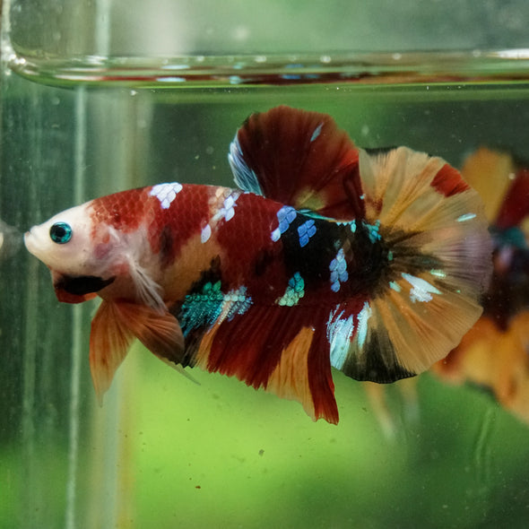 Multicolor/Galaxy Koi Plakat -16 weeks Old