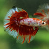 Galaxy/Candy Koi Halfmoon - 14 weeks old
