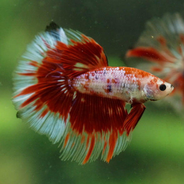 Galaxy/Candy Koi Halfmoon - 14 weeks old