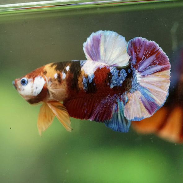 Multicolor/Galaxy Koi Plakat -16 weeks Old
