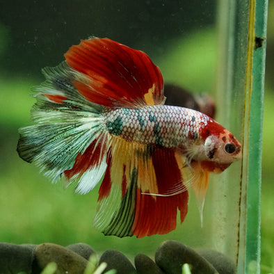 Galaxy/Candy Koi Halfmoon - 14 weeks old