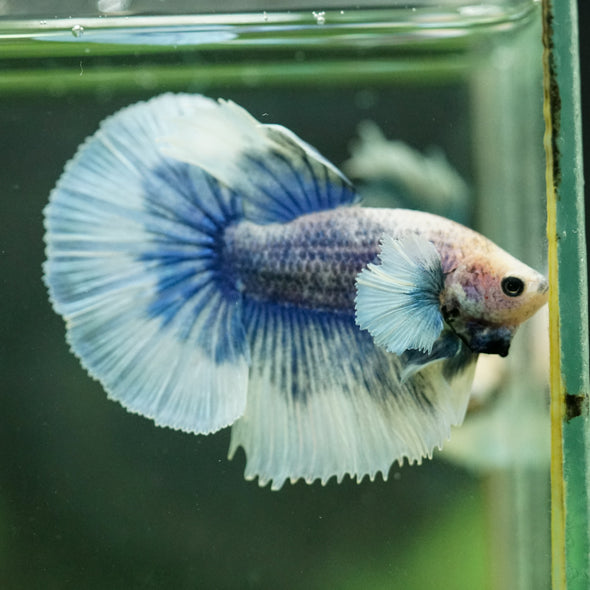 Dumbo Halfmoon - 10 weeks old