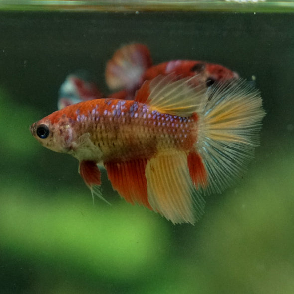 Multicolor/ Galaxy Koi Halfmoon- Female- 13 Weeks Old