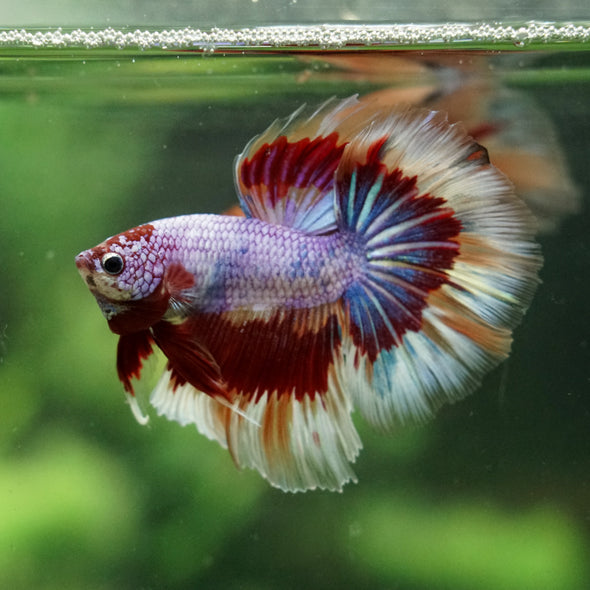 Galaxy/Candy Koi Halfmoon - 14 weeks old