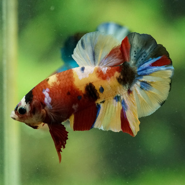 Multicolor/Galaxy Koi Plakat -15 weeks Old