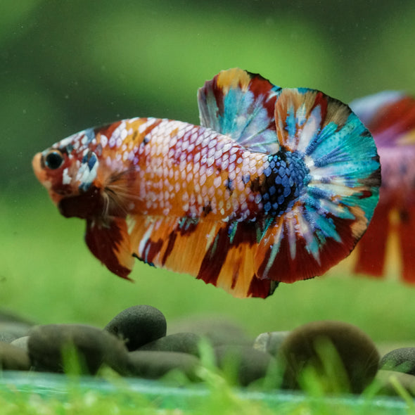 Multicolor/Galaxy Koi Plakat -16 weeks Old