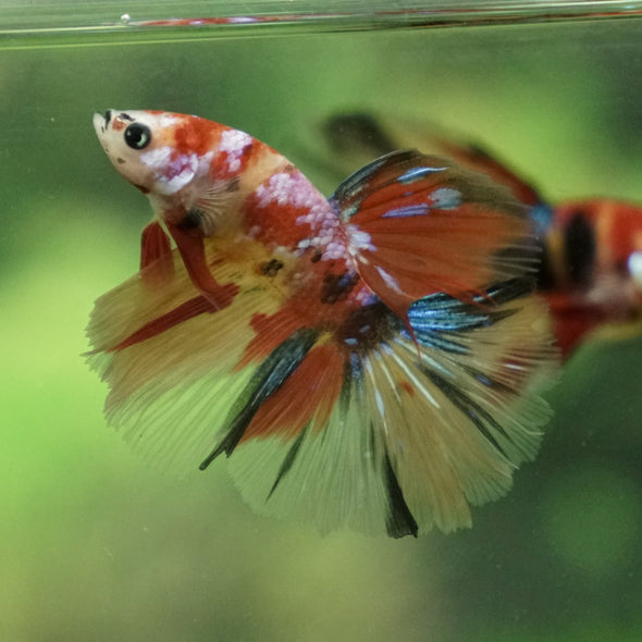 Candy/Galaxy Koi Halfmoon - 11 weeks old