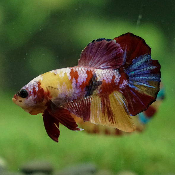 Multicolor/Galaxy Koi Plakat -13 weeks Old