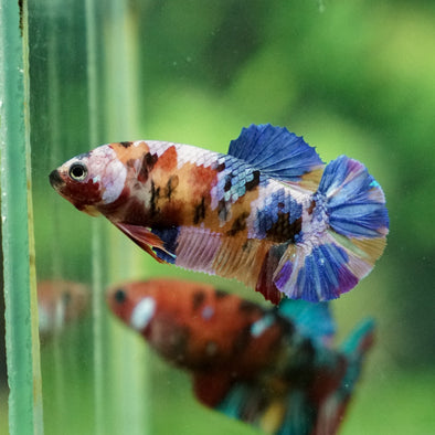 Multicolor/ Galaxy Koi Plakat - Female- 13 Weeks Old - Breeder Grade