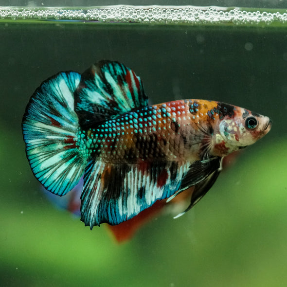 Multicolor/Galaxy Koi Plakat -16 weeks Old