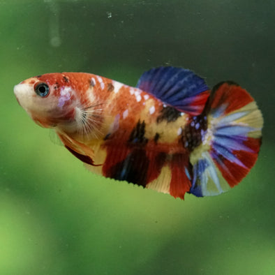 Multicolor/ Galaxy Koi Plakat- Female- 13 Weeks Old