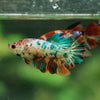 Multicolor/ Galaxy Koi Halfmoon- Female- 13 Weeks Old