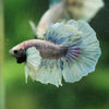 Dumbo Halfmoon - 10 weeks old