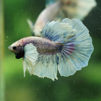 Dumbo Halfmoon - 10 weeks old