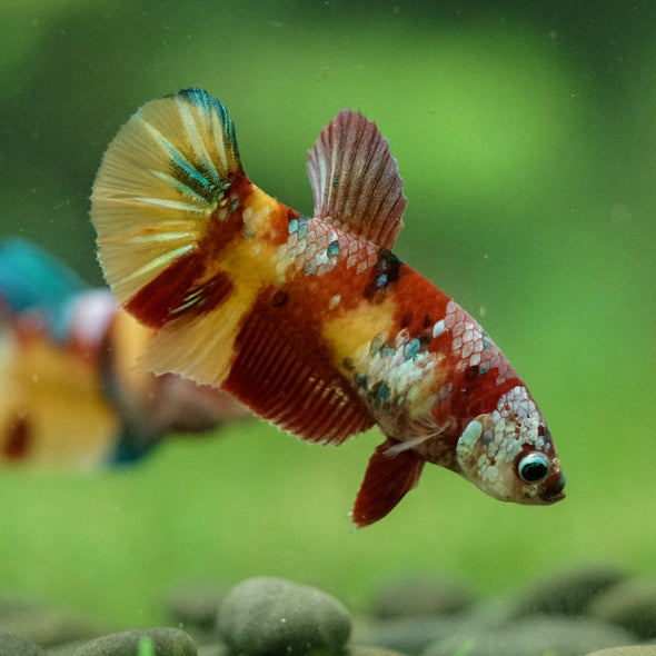 Multicolor/ Galaxy Koi Plakat- Female- 13 Weeks Old