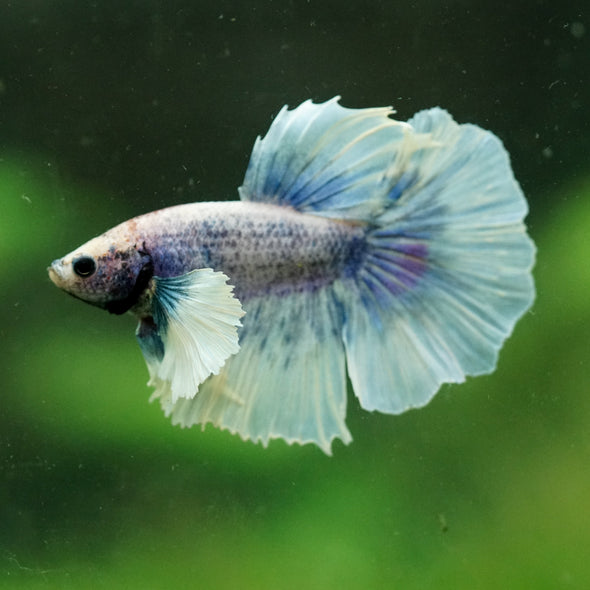 Dumbo Halfmoon - 10 weeks old
