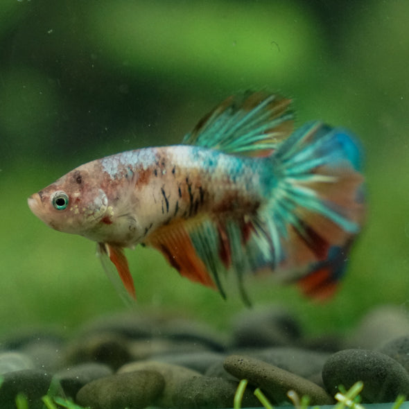 Multicolor/ Galaxy Koi Halfmoon- Female- 13 Weeks Old