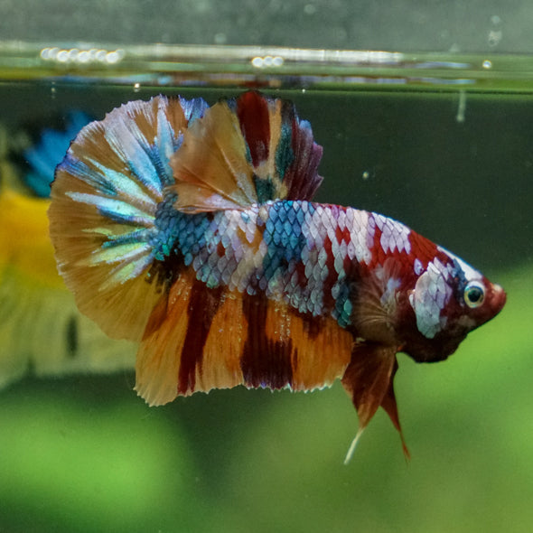 Multicolor/Galaxy Koi Plakat -13 weeks Old