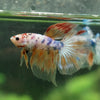 Galaxy/Candy Koi Halfmoon - 14 weeks old