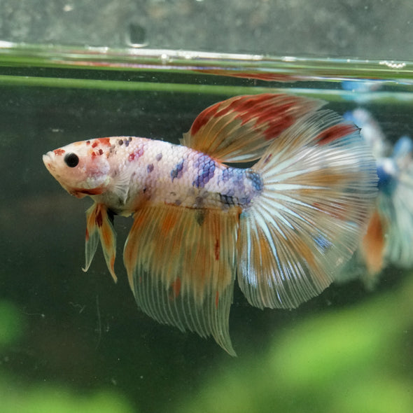 Galaxy/Candy Koi Halfmoon - 14 weeks old