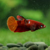 Multicolor/ Galaxy Koi Plakat- Female- 13 Weeks Old