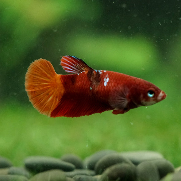 Multicolor/ Galaxy Koi Plakat- Female- 13 Weeks Old