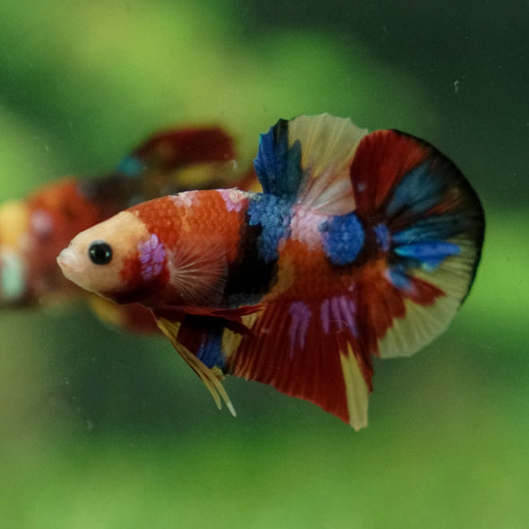 Multicolor/Galaxy Koi Plakat -13 weeks Old