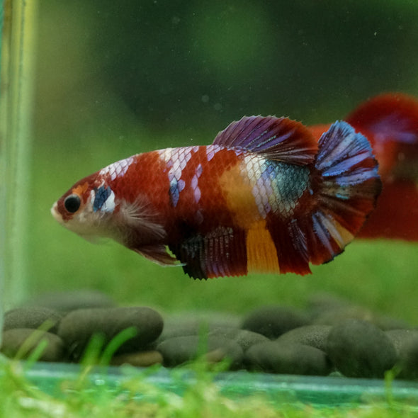 Multicolor/ Galaxy Koi Plakat- Female- 13 Weeks Old