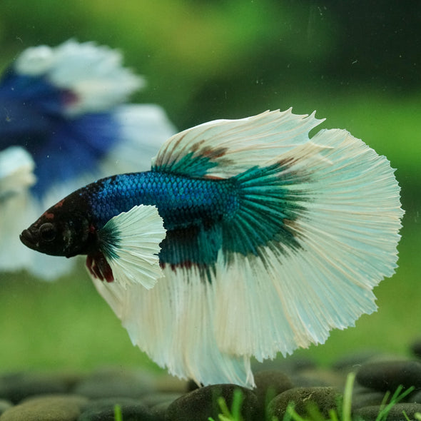 Dumbo Halfmoon - 12 weeks old