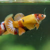 Multicolor/ Galaxy Koi Plakat- Female- 13 Weeks Old