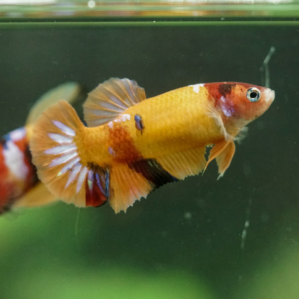 Multicolor/ Galaxy Koi Plakat- Female- 13 Weeks Old