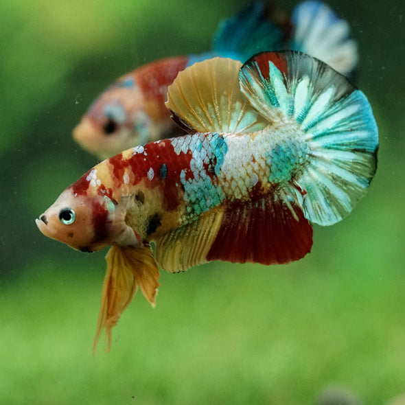 Multicolor/Galaxy Koi Plakat -15 weeks Old