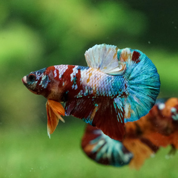 Multicolor/Galaxy Koi Plakat -13 weeks Old