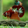 Multicolor/Galaxy Koi Plakat -16 weeks Old