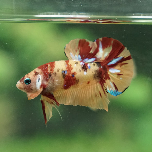 Multicolor/Galaxy Koi Plakat -13 weeks Old