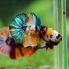 Multicolor/Galaxy Koi Plakat -16 weeks Old
