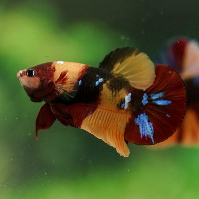 Multicolor/Galaxy Koi Plakat -16 weeks Old