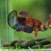 Multicolor/ Galaxy Koi Plakat- Female- 13 Weeks Old