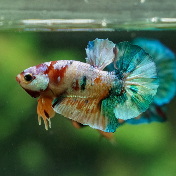 Multicolor/Galaxy Koi Plakat -11 weeks Old