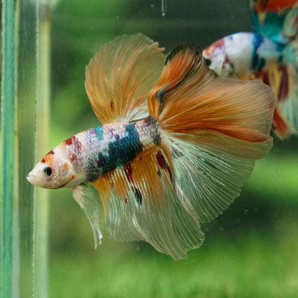 Galaxy/Candy Koi Halfmoon - 13 weeks old