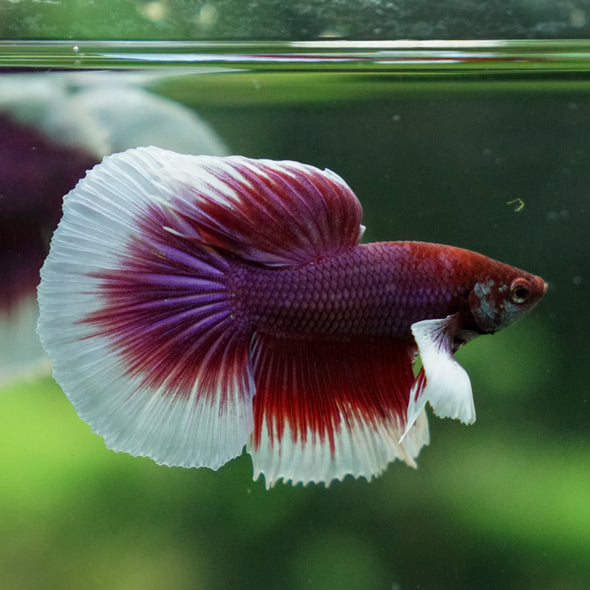 Dumbo Halfmoon - 13 weeks old