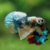 Multicolor/Galaxy Koi Plakat -16 weeks Old