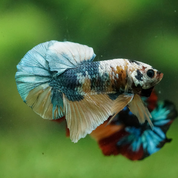 Multicolor/Galaxy Koi Plakat -16 weeks Old