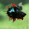 Black Base Galaxy/Candy Koi Halfmoon - 14 weeks old